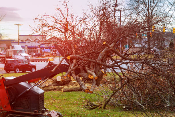 Professional Tree Removal Services in Carleton, MI