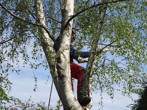 How Our Tree Care Process Works  in  Carleton, MI