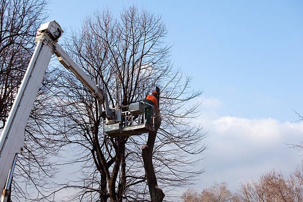 Best Tree Preservation Services  in Carleton, MI